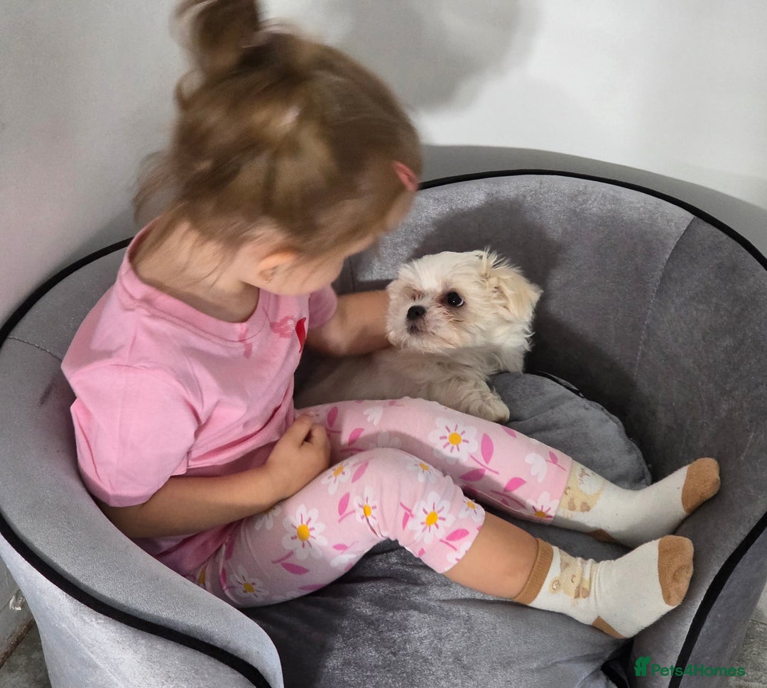 Maltese dogs for sale: Maltese puppy famale - Image 4