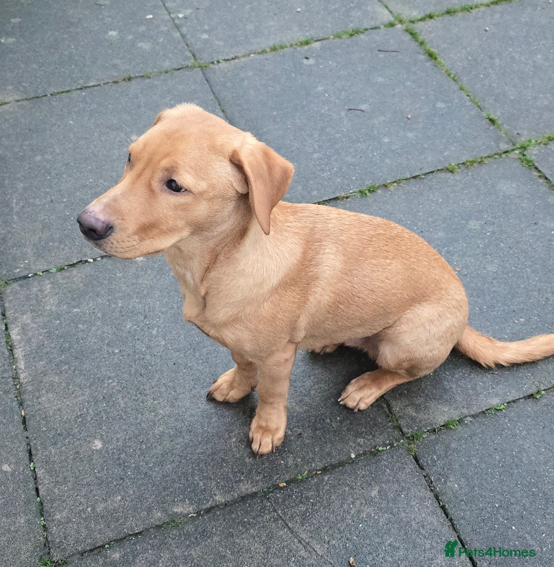 Labrador Retriever dogs for sale:  Wonderful KC registered Fox Red Labrador Puppy - Advert 13