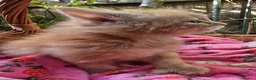 Mixed Breed cats for sale: Maine Coon X Fluffy Long Haired Kittens RESERVE    - Advert 8