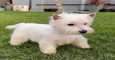 West Highland Terrier dogs - Advert 1