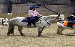 Dartmoor horses for sale: 12.3hh Pretty Dartmoor mare - Image 3