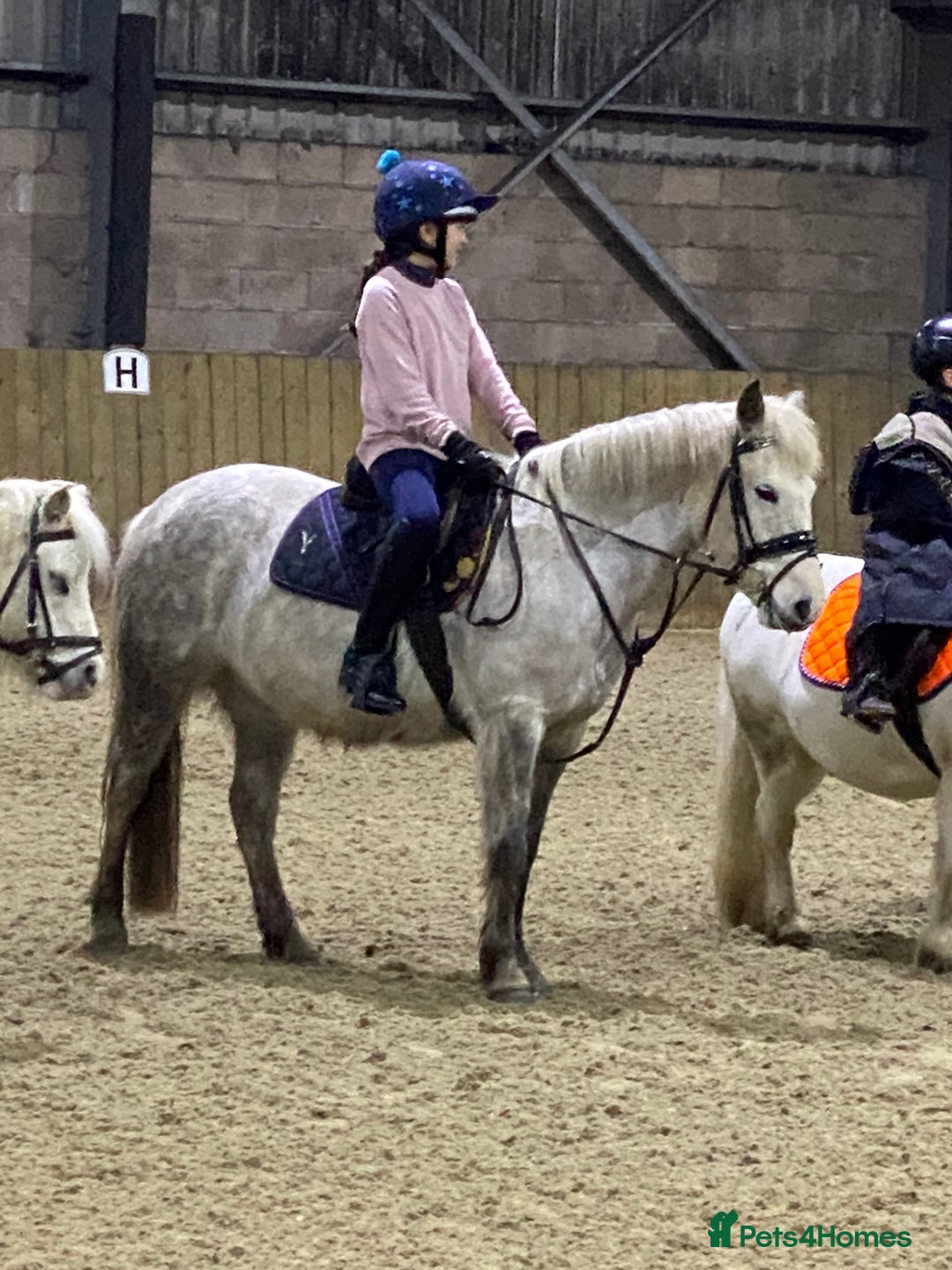 Dartmoor horses for sale: 12.3hh Pretty Dartmoor mare - Image 3