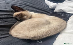 Siamese cats for sale: Siamese cat 1year old  - Image 1