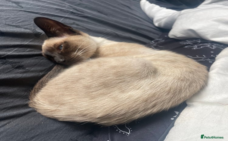 Siamese cats - Advert 2