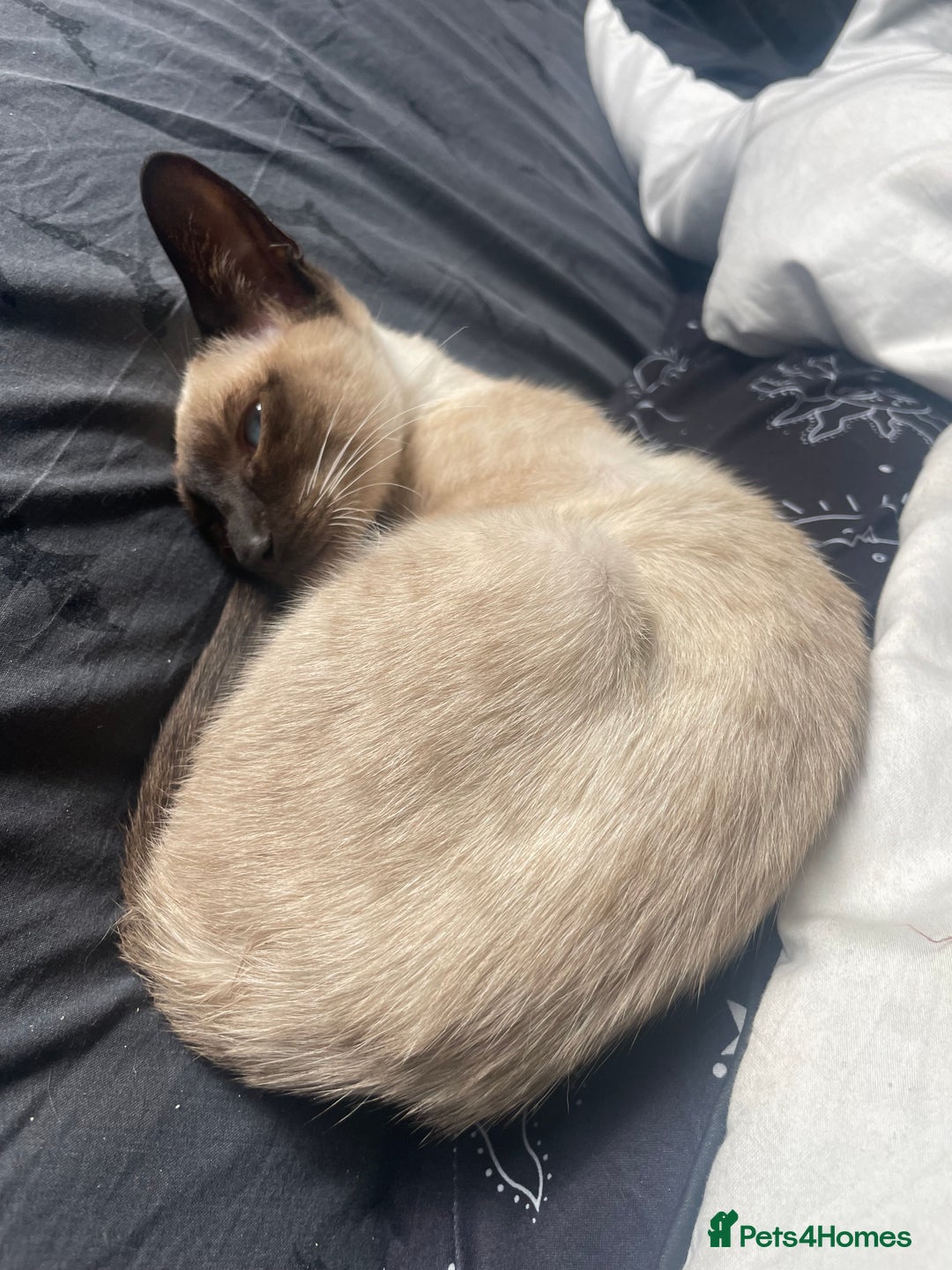 Siamese cats for sale: Siamese cat 1year old  - Image 1