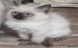 Ragdoll cats for sale: Gorgeous gccf reg Ragdoll kittens  - Image 7