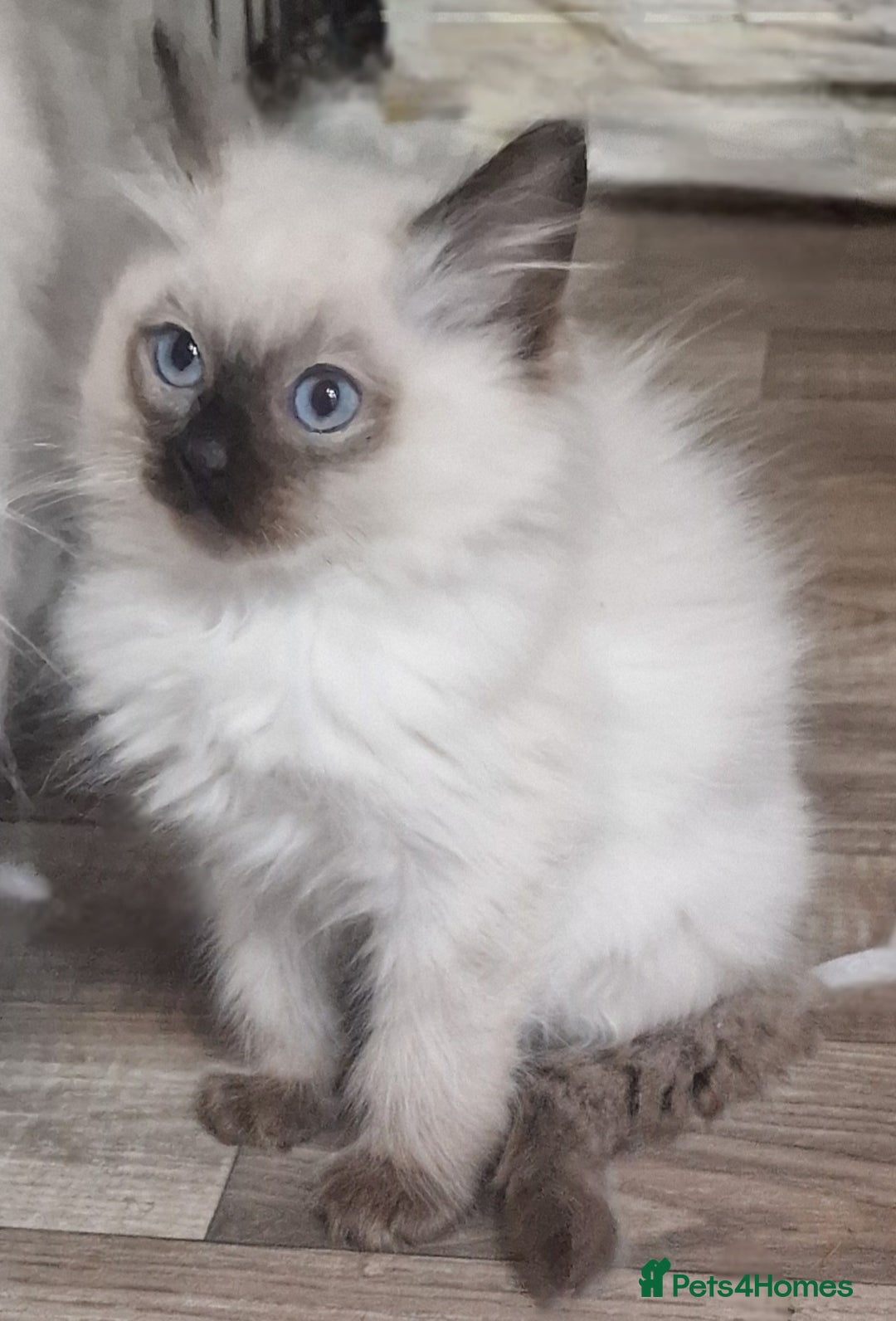 Ragdoll cats for sale: Gorgeous gccf reg Ragdoll kittens  - Image 7