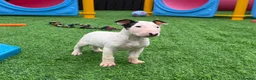 English Bull Terrier dogs for sale: Stunning English bull terrier puppies for sale  - Advert 16