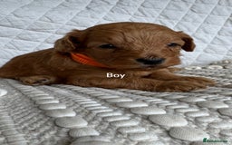 Cavapoo dogs for sale: Beautiful Red F1b Cavapoo Puppies - Advert 22