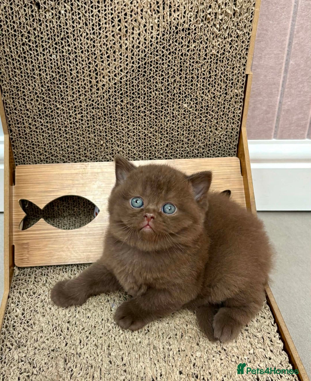 British Shorthair cats for sale: Luxury British Short-Choc& Bi-Coloured|07988240877 - Advert 6