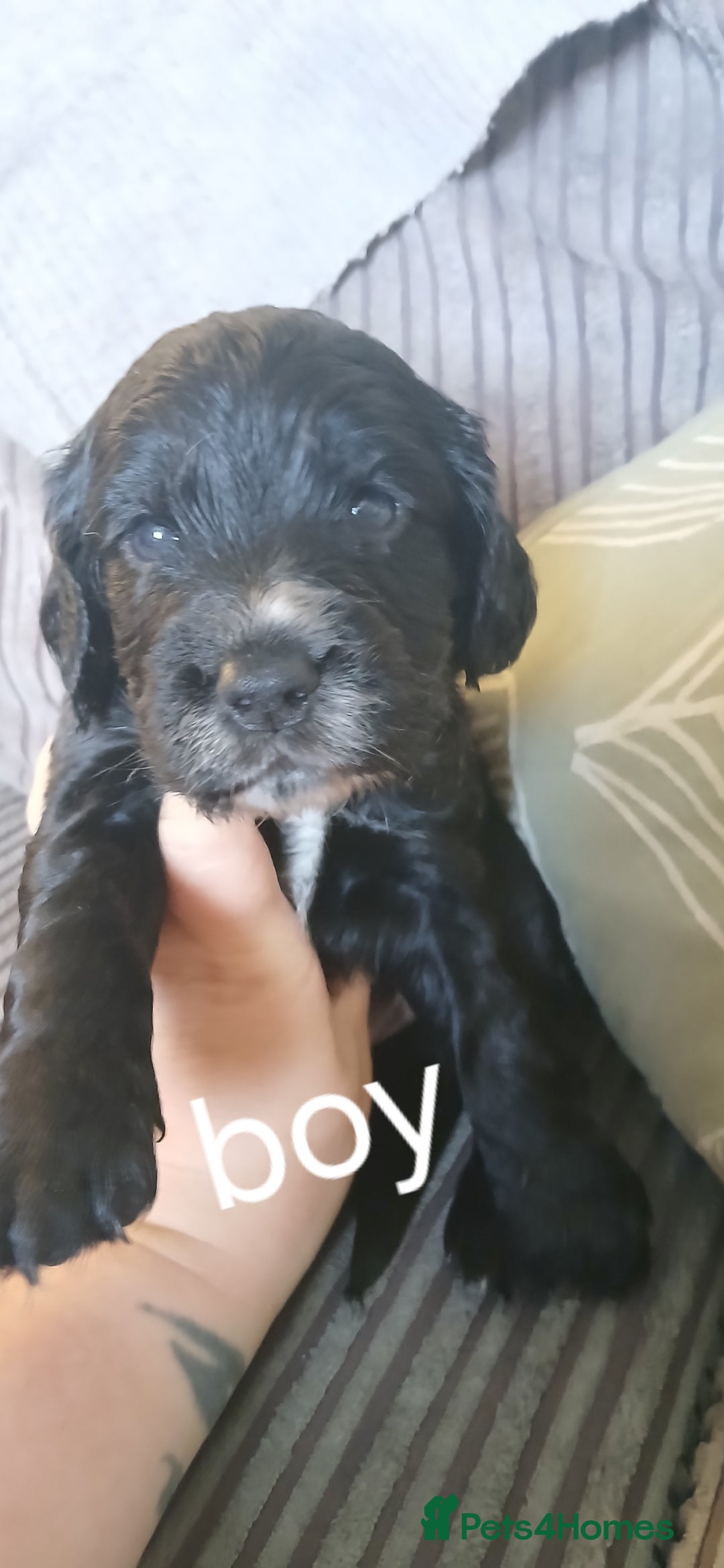 Cocker Spaniel dogs for sale: 5 beautiful cocker spaniels  - Image 2