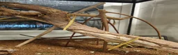 Stick Insects invertebrates for sale: Large Komodo Glass Terrarium Indian stick insects - Advert 8