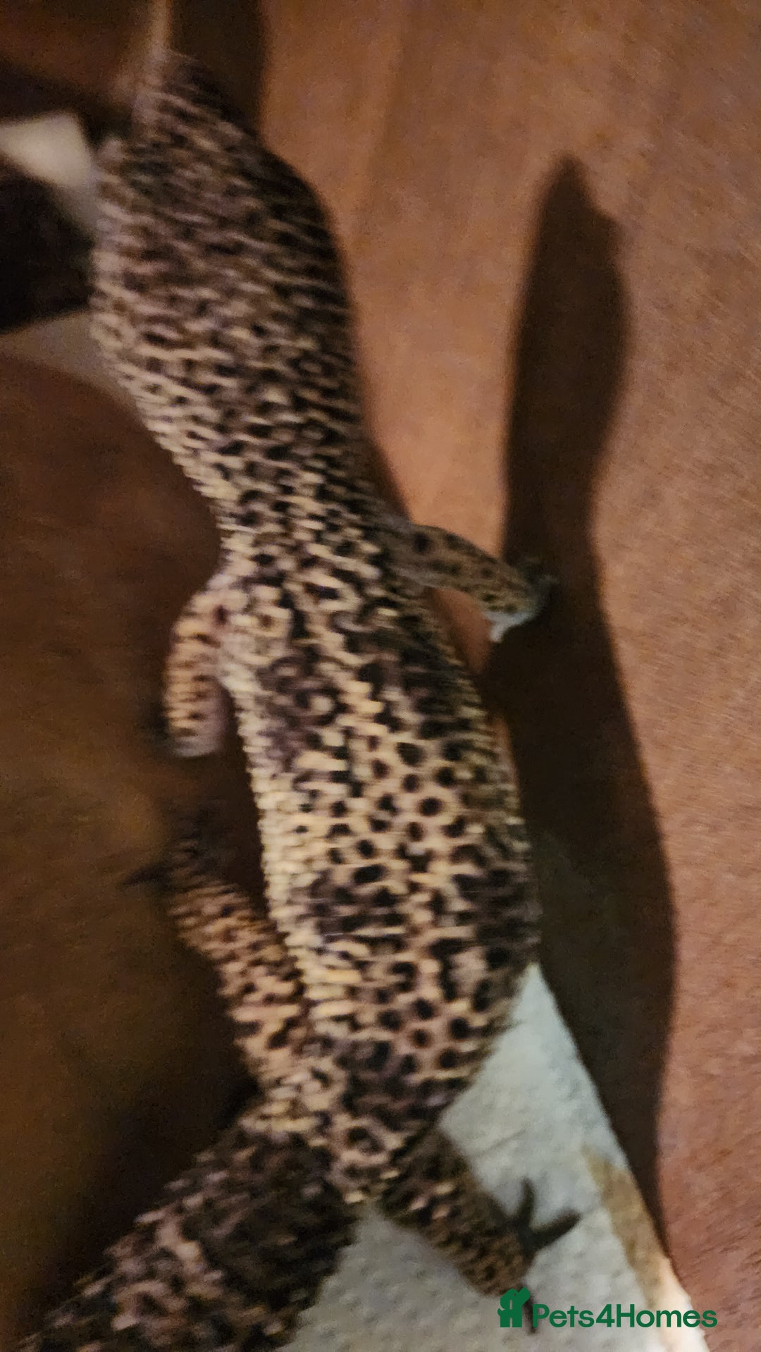 Leopard Gecko reptiles for sale: Handsome male Leopard Gecko. - Advert 17