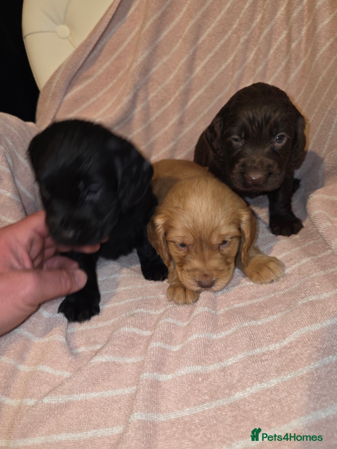 Cocker Spaniel dogs for sale: Beautiful Working KC Reg Cocker Spaniels Puppies - Advert 3