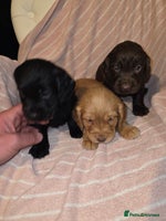 Cocker Spaniel dogs Beautiful Working KC Reg Cocker Spaniels Puppies - Advert 7