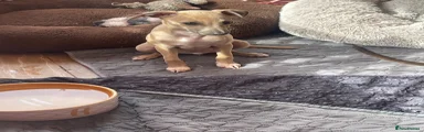 Italian Greyhound 2 Cruz a gorgeous fawn boy 