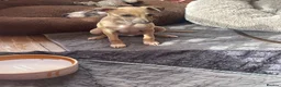 Italian Greyhound dogs for sale: Gorgeous KC Italian Greyhounds - Advert 9