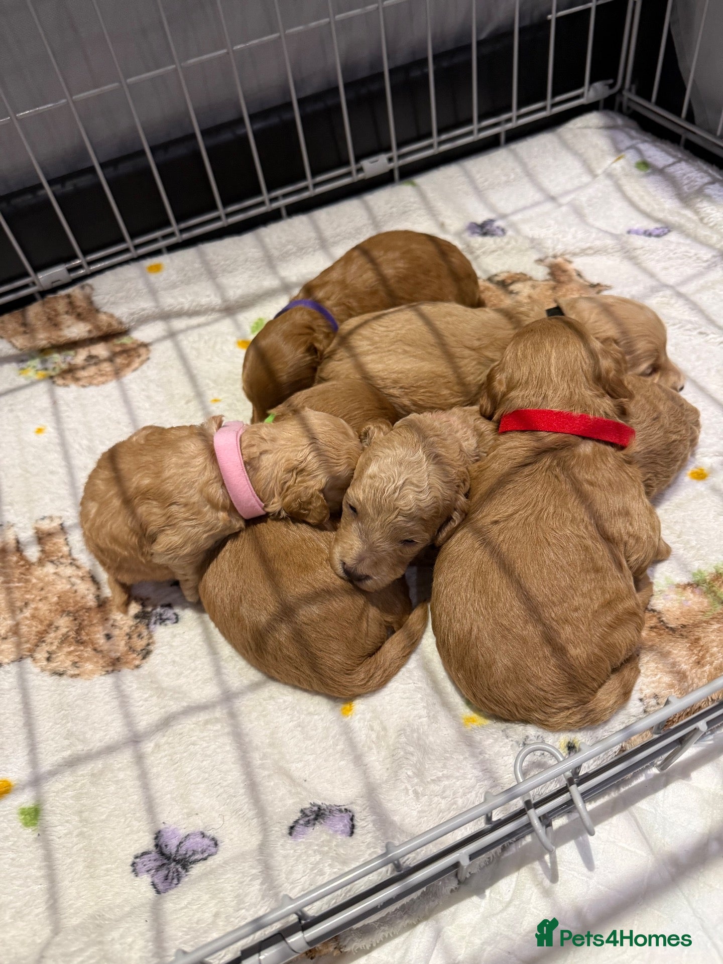Cockapoo dogs Miniature cockerpoo puppies - Advert 1