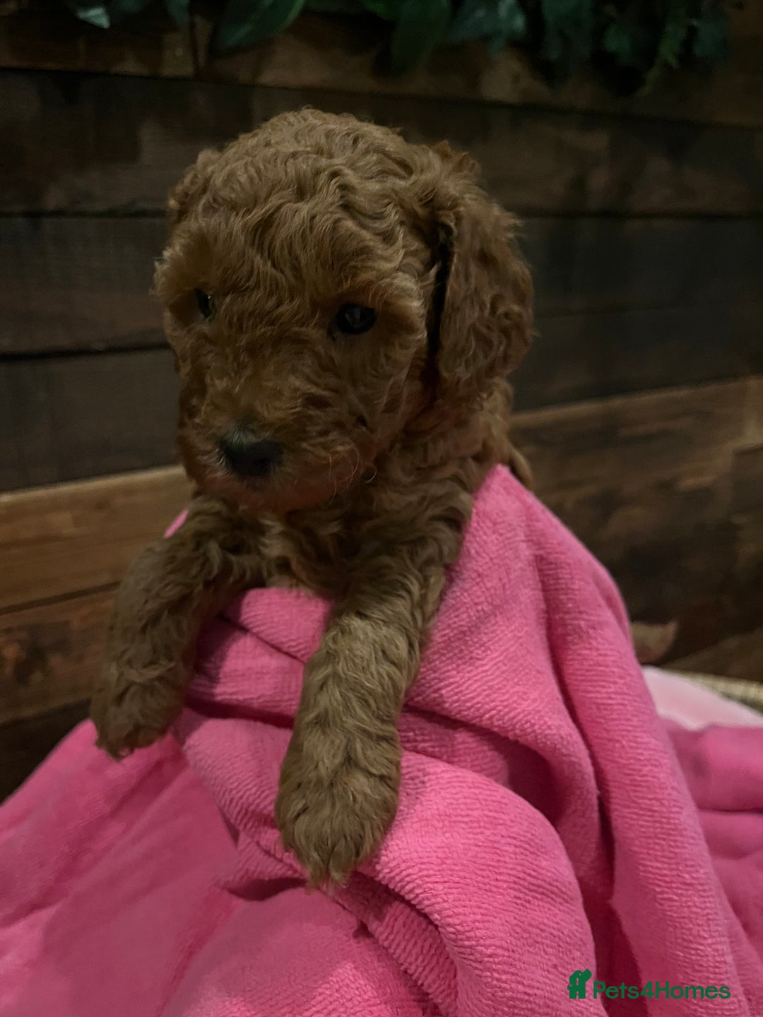 Cockapoo dogs for sale: Cockapoo F1B puppies - Advert 3