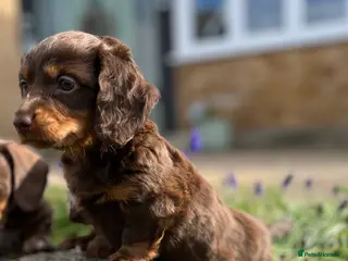 Miniature Dachshund dogs Long haired miniature dachshunds - Advert 4