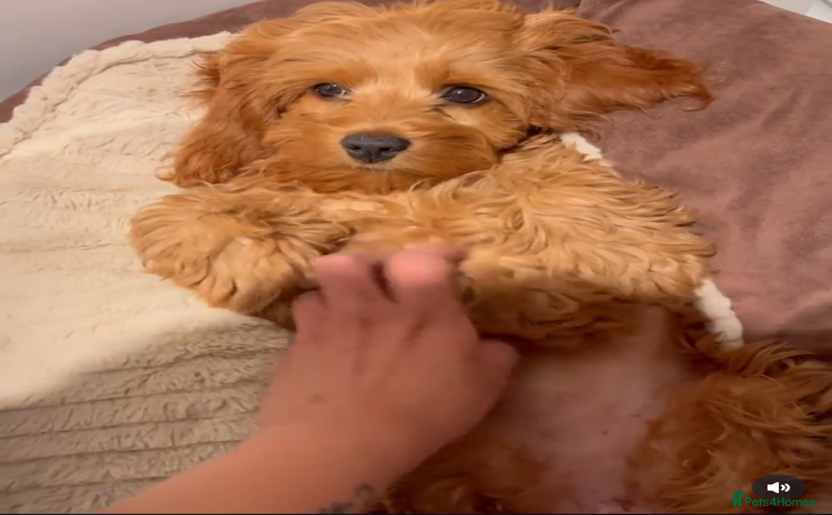 Cockapoo dogs F2 Cockerpoos 1 male and 5 females  - Advert 1