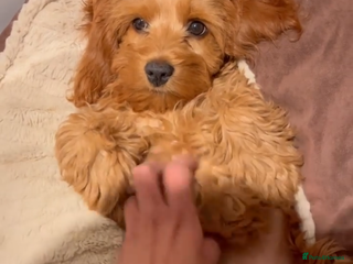 Cockapoo dogs F2 Cockerpoos 1 male and 5 females - Advert 11