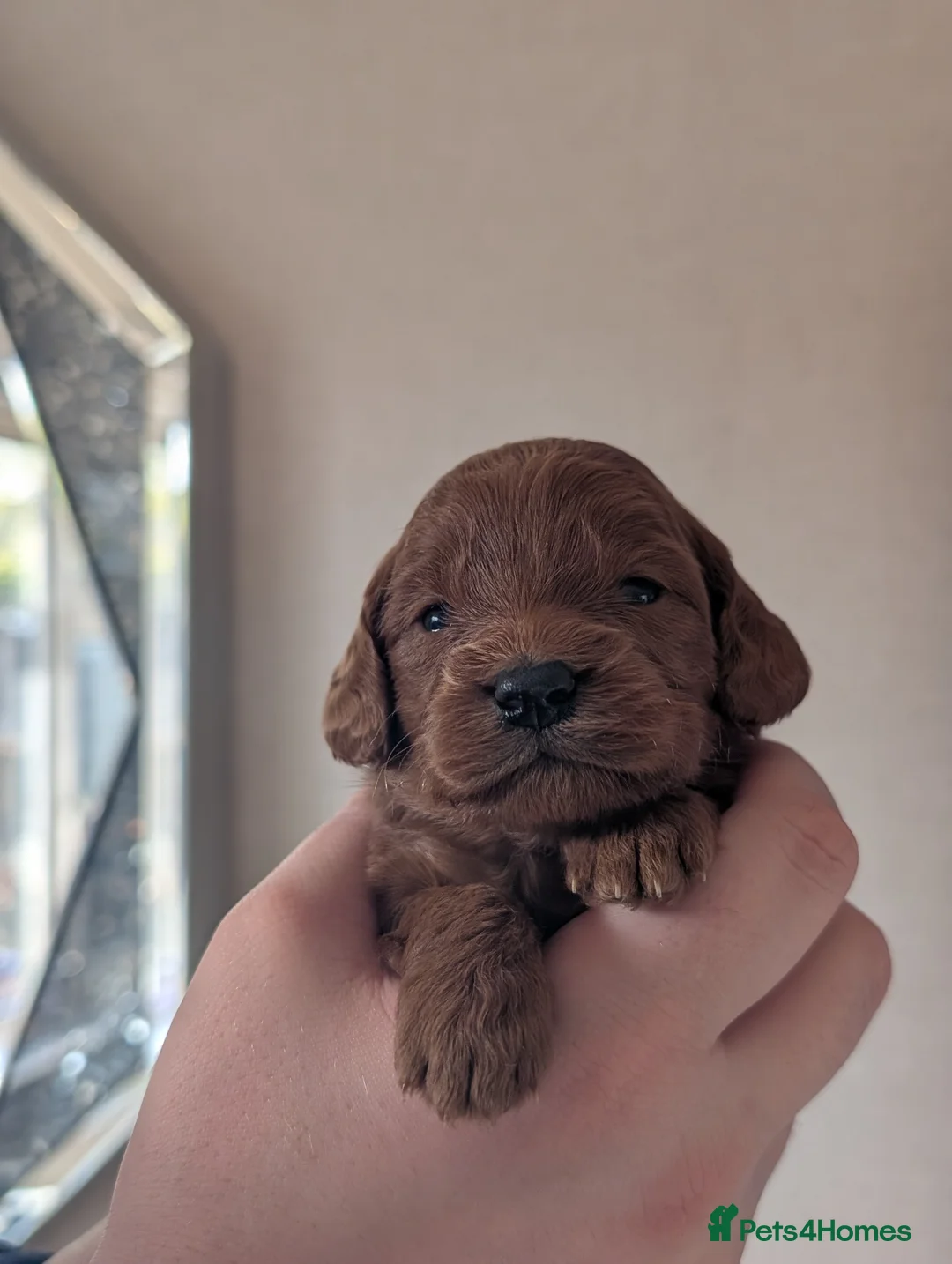 Cockapoo dogs for sale: Beautiful stunning cockapoos for sale  in Crewe - Advert 5