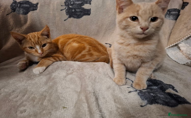 Domestic Shorthair cats - Advert 2