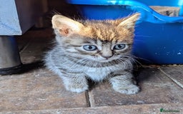 Domestic Shorthair cats for sale: Gorgeous 1/2 Bengals kittens - Image 12