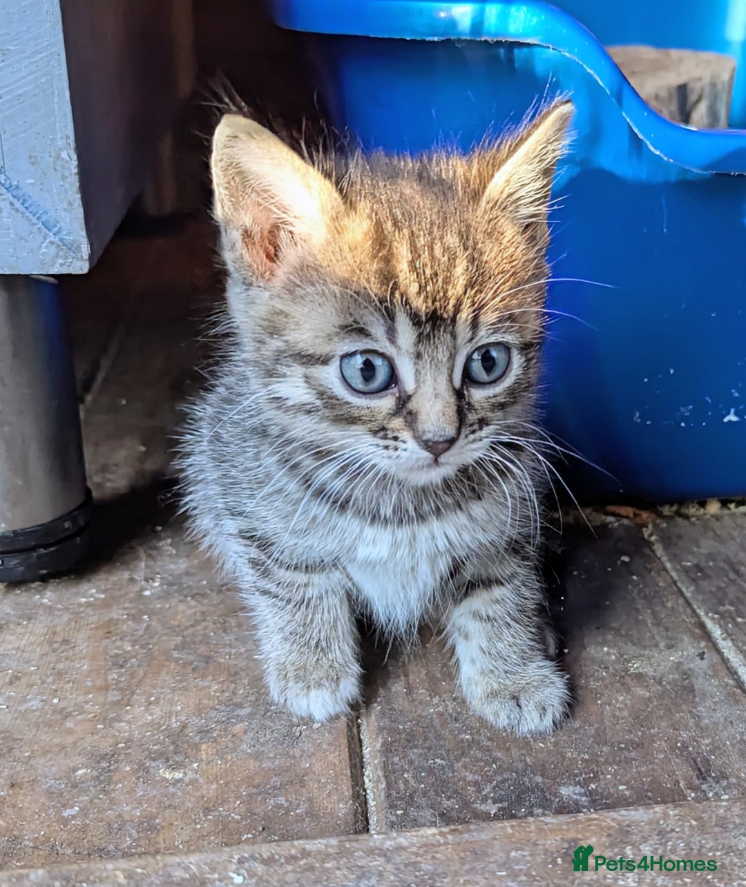 Domestic Shorthair cats for sale: Gorgeous 1/2 Bengals kittens - Image 12