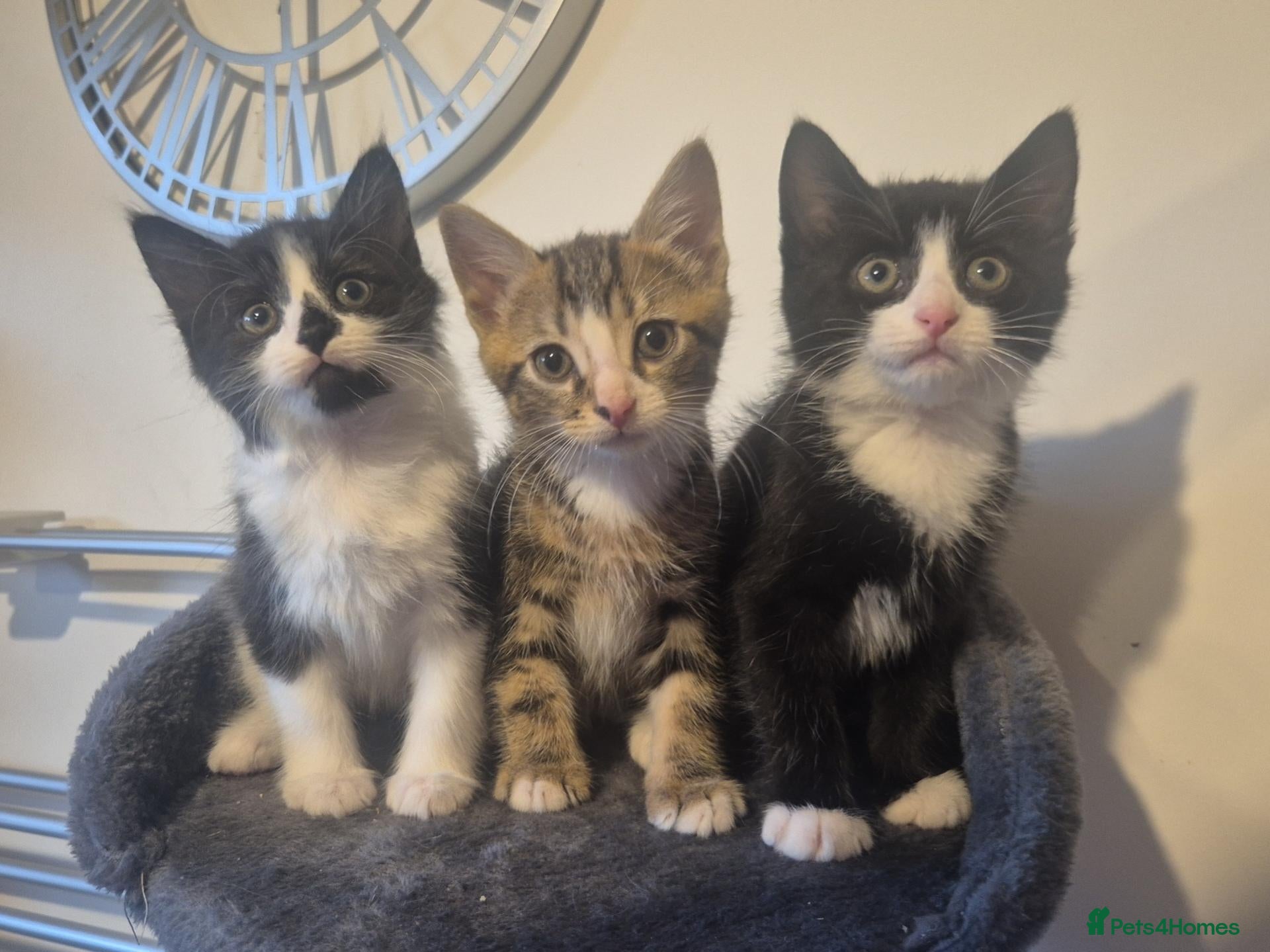 Mixed Breed cats for sale: Boy Bengal Cross Kittens Ready for a Loving Home - Advert 1