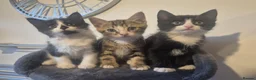 Mixed Breed cats for sale: Boy Bengal Cross Kittens Ready for a Loving Home - Advert 1