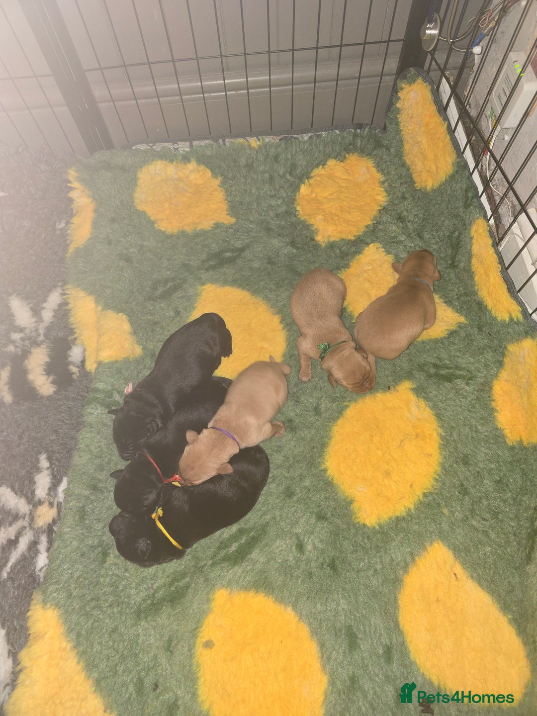 Labrador Retriever dogs for sale: KC Registered Labrador Puppies. - Advert 7