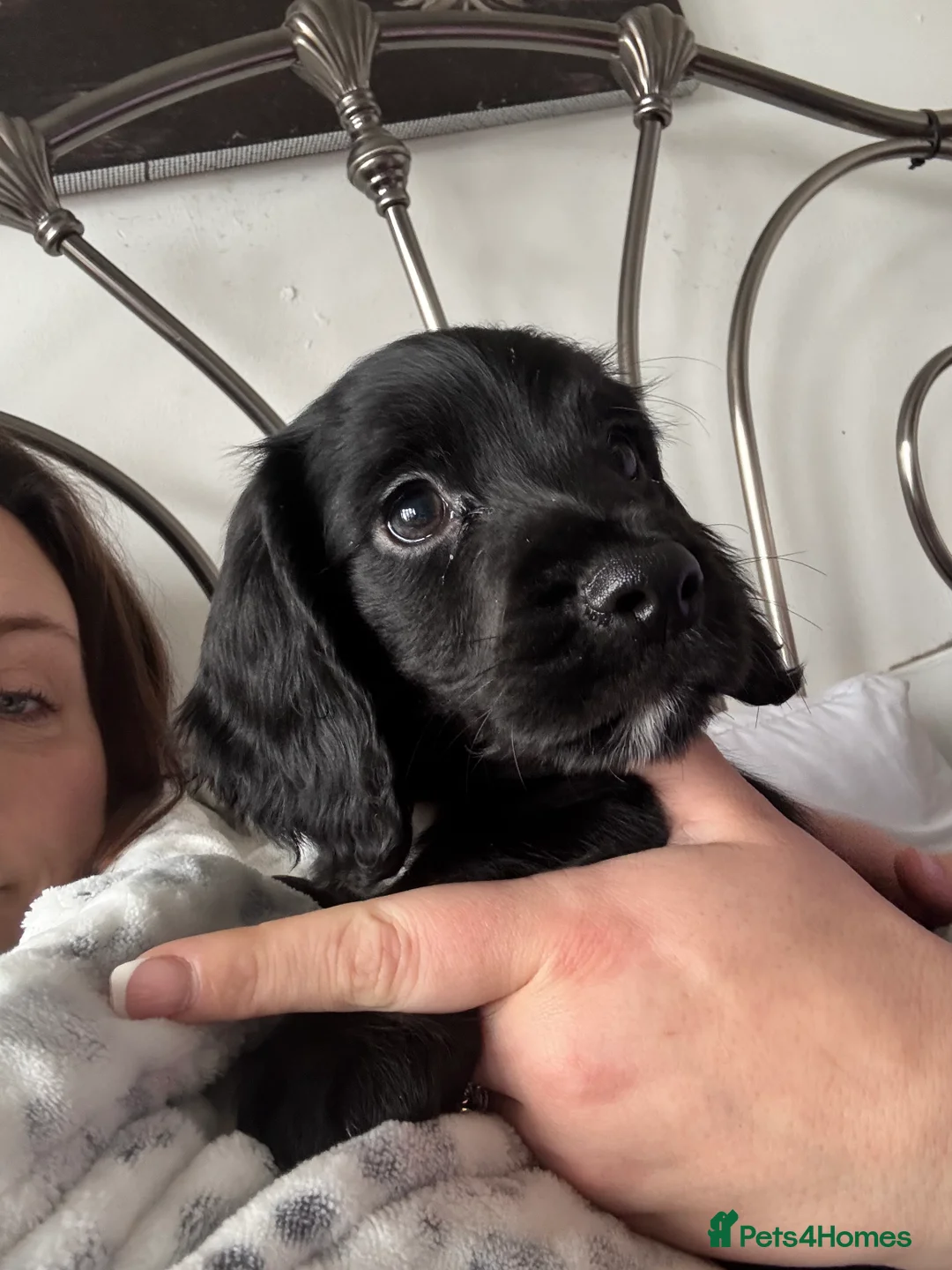 Cocker Spaniel dogs for sale: 🐶Ready to go🐶Cocker spaniel puppies 🐶  - Advert 1