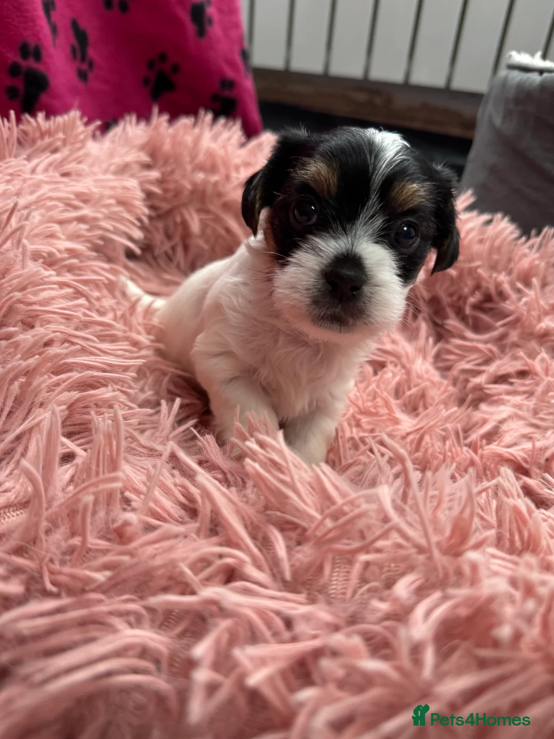 Mixed Breed dogs for sale: Parson Russell X mini Biewer rough coated pups  - Advert 9
