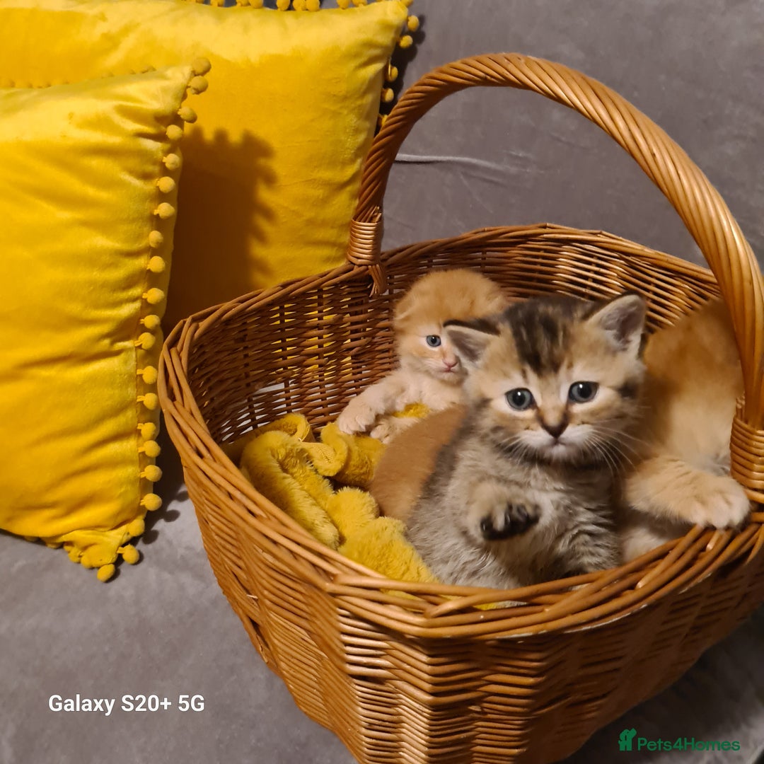 Scottish Fold cats for sale: Scottish fold looking for forever home - Image 19