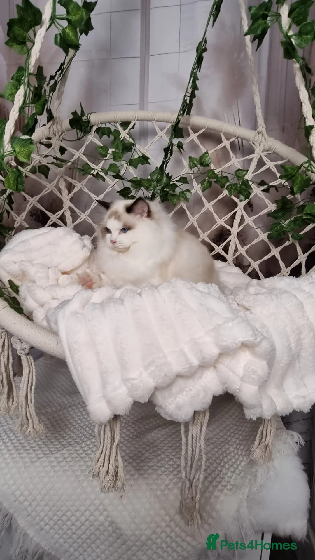 Ragdoll cats for sale: Exceptional Tica Registered Ragdoll Kittens - Advert 22