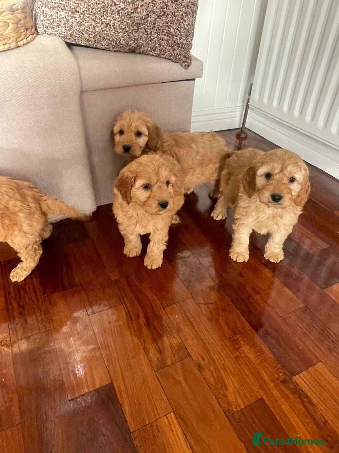 Cockapoo dogs for sale: F1 Cockapoos  - Advert 4