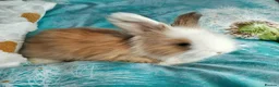 Angora rabbits for sale: English Full Face Angora Bunnies - Advert 8
