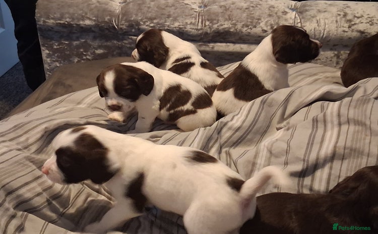 English Springer Spaniel dogs - Advert 3