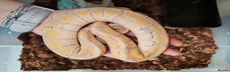 Snake reptiles for sale: 7 ball pythons inc rack - Advert 3