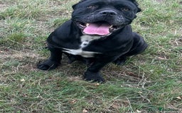 Cane Corso dogs for sale: Pure breed cane corso  - Image 23