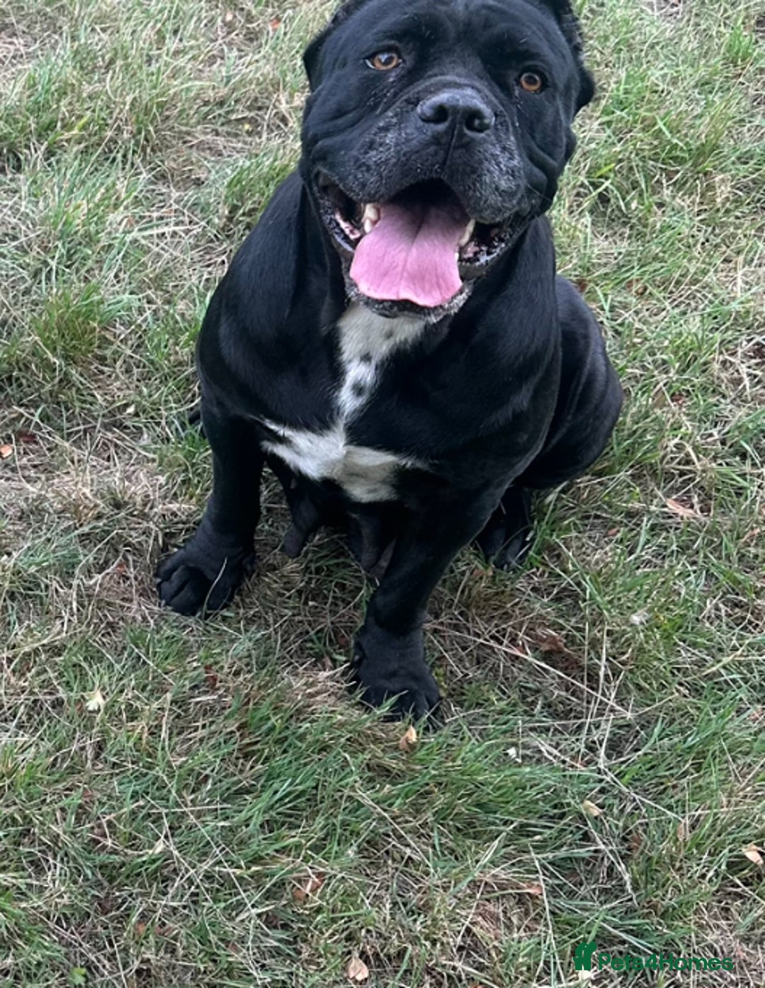 Cane Corso dogs for sale: Pure breed cane corso  - Image 23