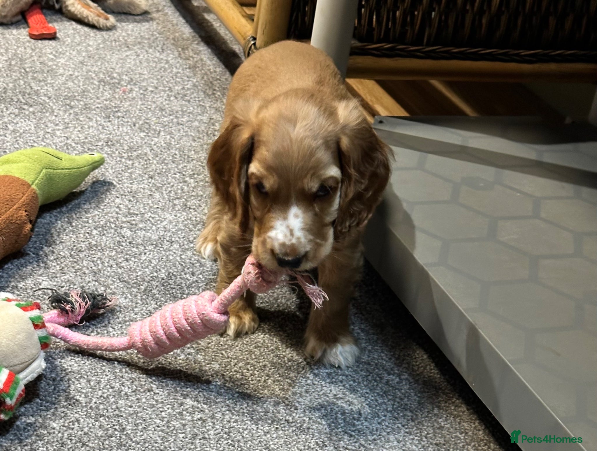 Cocker Spaniel dogs Handsome show type gold boys - Advert 1