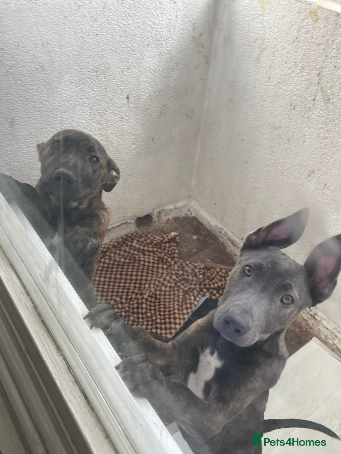Mixed Breed dogs Mali bull 🔥 working breed  - Advert 15