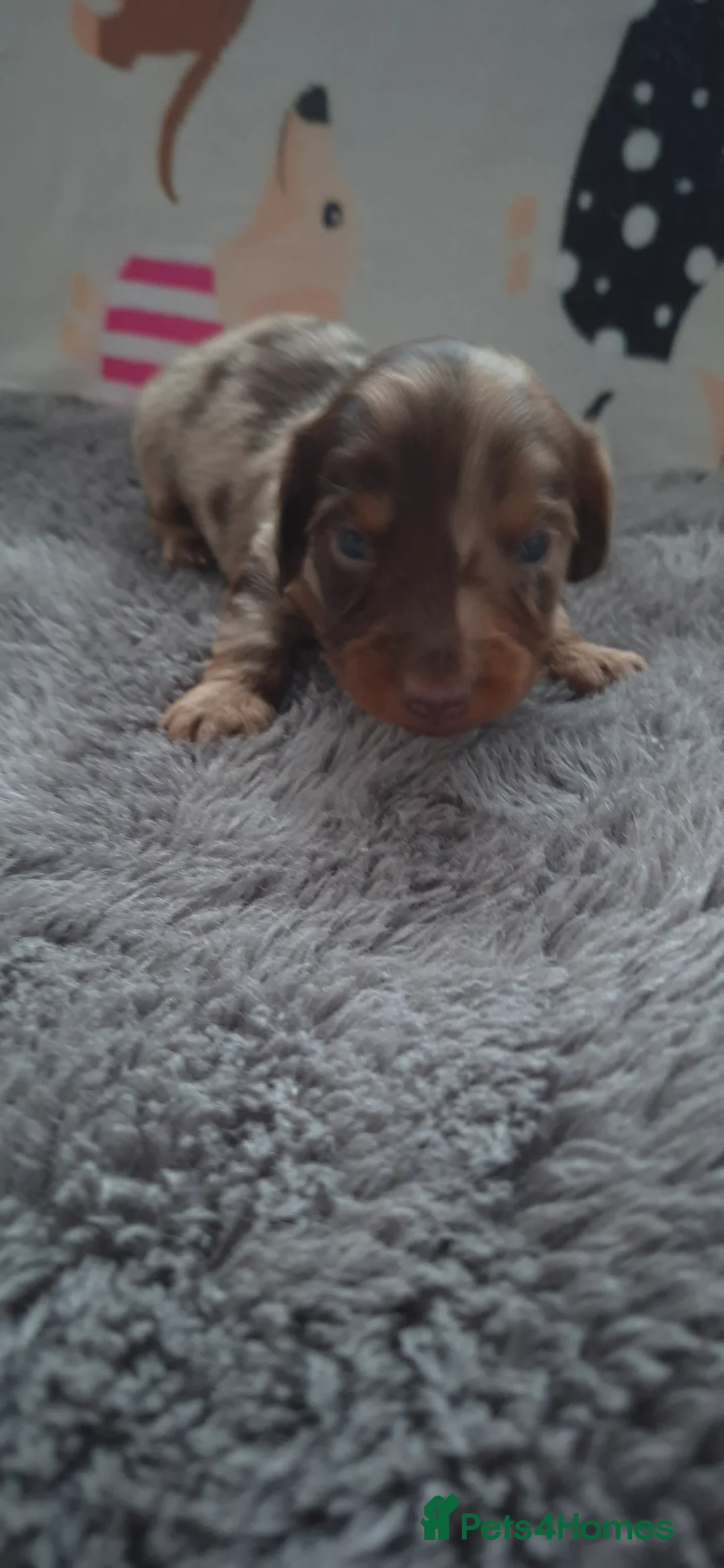 Dachshund dogs for sale: Miniature dachshunds long hair boys puppies - Advert 10