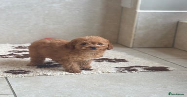 Cavachon dogs - Advert 5