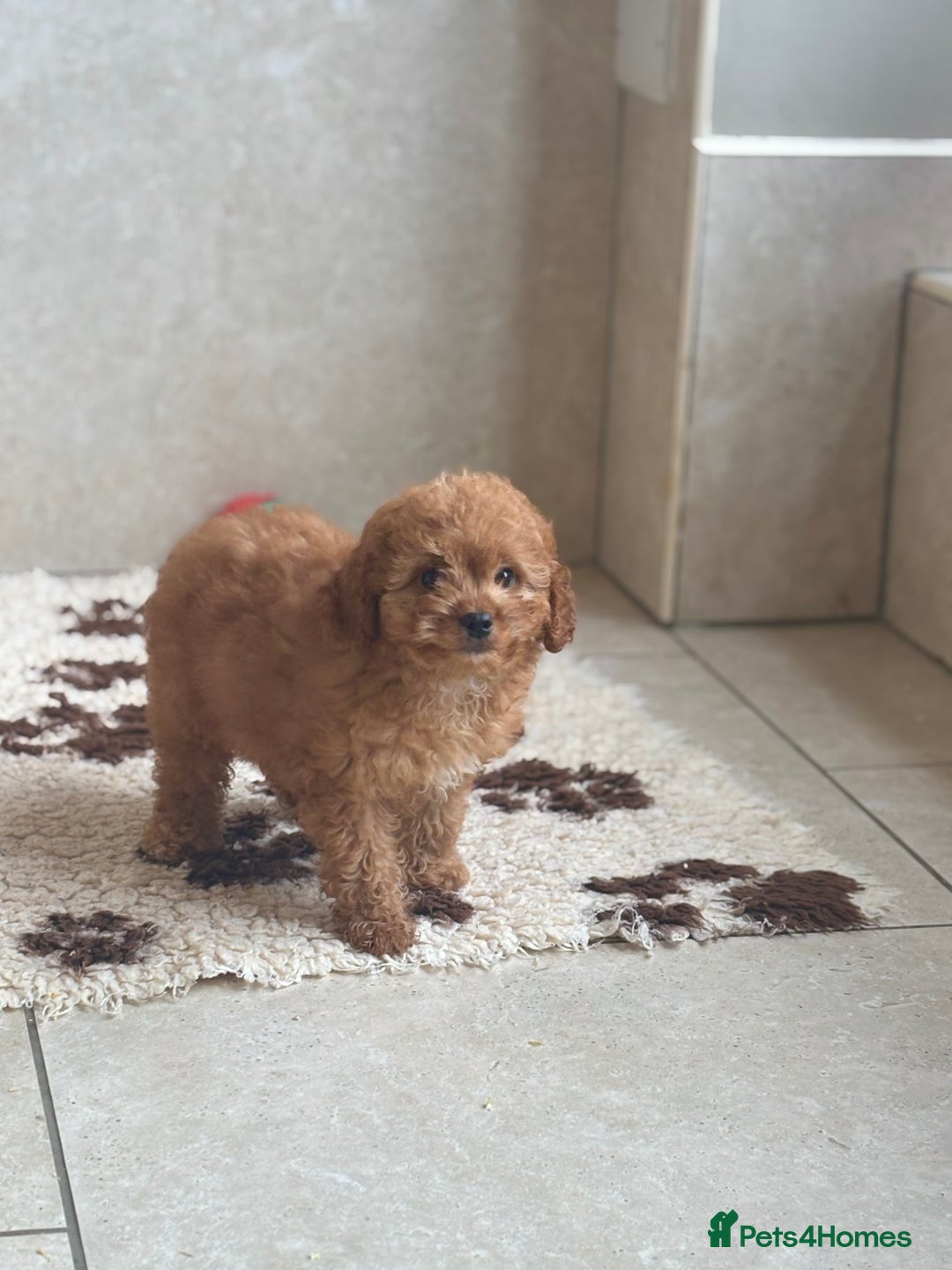 Cavapoochon dogs for sale: Cavapoochon boy 💙 - Image 2