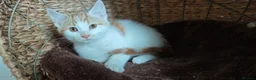 Mixed Breed cats for sale: Ginger-and-white boys and one Clico girl - Advert 15