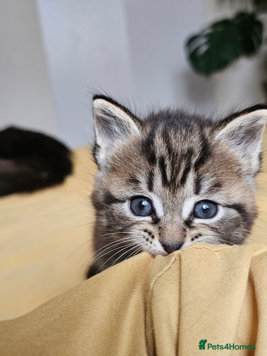 Toybob cats for sale: Bengal / Ragdoll  - Image 11